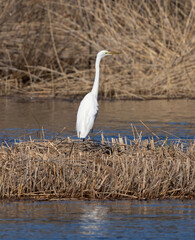 275 / 5000.Översättningsresultat.Great egret (Ardea alba), also known as the common egret, large egret, unusual visitor in Sweden.