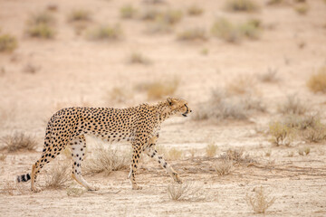 Cheetah walking side view in dry land in Kgalagadi transfrontier park, South Africa ; Specie Acinonyx jubatus family of Felidae
