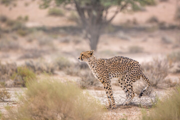 Cheetah dropping in Kgalagadi transfrontier park, South Africa ; Specie Acinonyx jubatus family of Felidae
