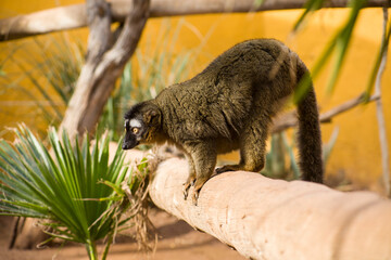 lemur on the canary islands