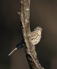 Meadow pipit, (Anthus pratensis).