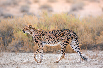Cheetah walking side view in dry land in Kgalagadi transfrontier park, South Africa ; Specie...