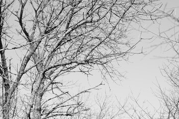 Old tree with bare branches in clear sky. BW photo.