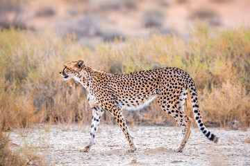 Obraz na płótnie Canvas Cheetah walking side view in dry land in Kgalagadi transfrontier park, South Africa ; Specie Acinonyx jubatus family of Felidae