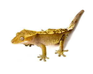 Beige - yellow lizard gecko closeup isolate on white background