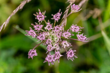 Fototapeta na wymiar Buds of pink inflorescence in the meadow closeup, top view on blurred green grass background
