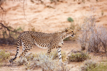 Cheetah walking side view in dry land in Kgalagadi transfrontier park, South Africa ; Specie Acinonyx jubatus family of Felidae