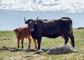 Black cow with her baby brown calf, eating in the beautiful meadows of the mountains of Segovia, Castilla y Leon, Spain