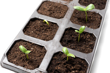 Seedlings of cucumbers - close-up in pallets, top view. The concept of landscaping, harvesting, garden beds