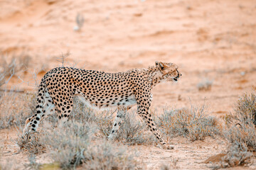 Cheetah walking side view in dry land in Kgalagadi transfrontier park, South Africa ; Specie Acinonyx jubatus family of Felidae