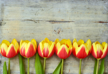 Banner arranged row of bouquet tulips on a empty copy space wooden background
