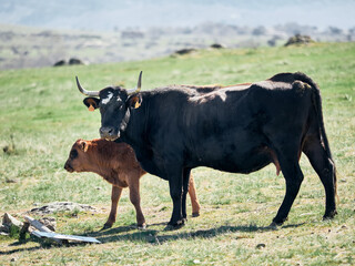 Vaca negra con manchas blancas con su bebé ternero marrón, pastando en los campos verdes entre montañas nevadas de Segovia, Castilla y León, España