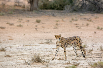 Naklejka na ściany i meble Cheetah walking side view in dry land in Kgalagadi transfrontier park, South Africa ; Specie Acinonyx jubatus family of Felidae