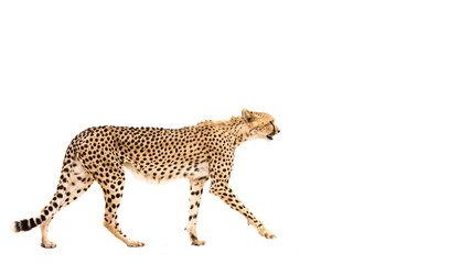 Cheetah walking isolated in white background in Kgalagadi transfrontier park, South Africa; Specie Acinonyx jubatus family of Felidae