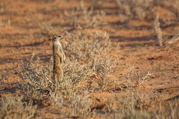 Meerkat standing in alert in Kgalagari transfrontier park, South Africa ; specie Suricata suricatta family of Herpestidae