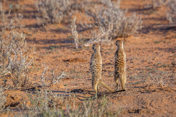 Two Meerkat rear view, in alert in Kgalagari transfrontier park, South Africa ; specie Suricata suricatta family of Herpestidae