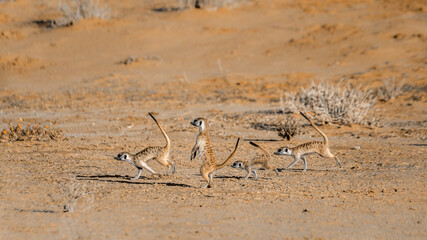 Four Meerkat running away  in Kgalagari transfrontier park, South Africa ; specie Suricata suricatta family of Herpestidae