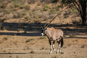South African Oryx walking front view in dry land in Kgalagadi transfrontier park, South Africa; specie Oryx gazella family of Bovidae