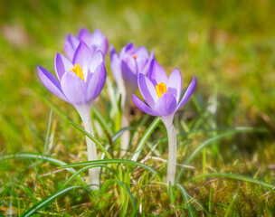 Crocus flowers in a meadow