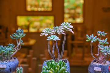 This is a beautiful succulent plant that grows indoors