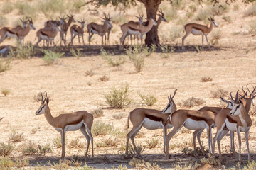 Naklejka na ściany i meble Small group of Springbok standing in tree shadow in Kgalagari transfrontier park, South Africa ; specie Antidorcas marsupialis family of Bovidae