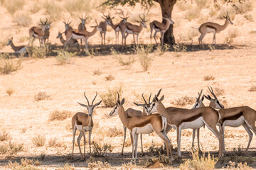 Naklejka premium Small group of Springbok standing in tree shadow in Kgalagari transfrontier park, South Africa ; specie Antidorcas marsupialis family of Bovidae