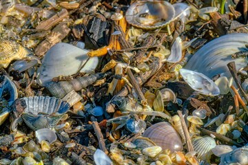 closeup shells on the beach 