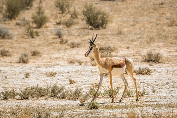 Springbok standing in drought land in Kgalagari transfrontier park, South Africa ; specie Antidorcas marsupialis family of Bovidae