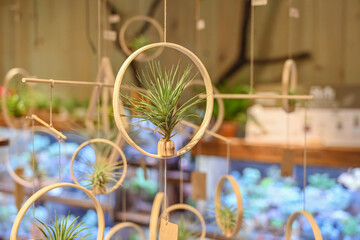 The name of the plant hanging in the air is Tillandsia