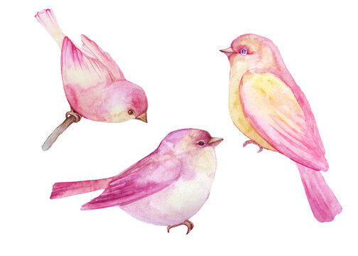 three watercolor birds yellow and pinkon the white background
