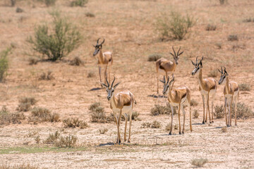 Fototapeta na wymiar Small group o f Springbok walking in front view in dry land in Kgalagari transfrontier park, South Africa ; specie Antidorcas marsupialis family of Bovidae