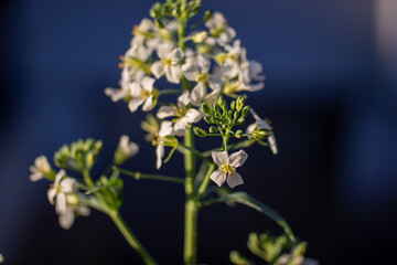 fiore di broccoli cinese