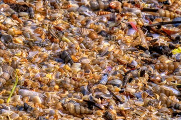 closeup shells on the beach 