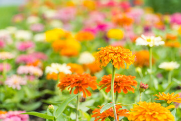 Colorful zinnia flowers field blooming in the garden on bokeh blurred background. copy space for text.