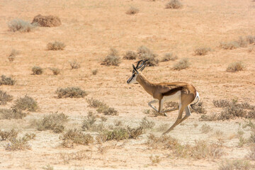 Springbok in Kgalagari transfrontier park, South Africa ; specie Antidorcas marsupialis family of Bovidae