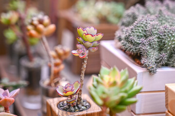 Naklejka na ściany i meble This is a beautiful succulent plant that grows indoors
