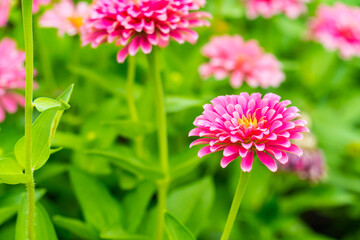 Obraz premium Pink zinnia flowers field blooming in the garden on bokeh blurred background. copy space for text.