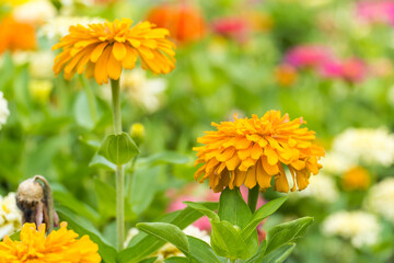 Colorful zinnia flowers field blooming in the garden on bokeh blurred background. copy space for text.