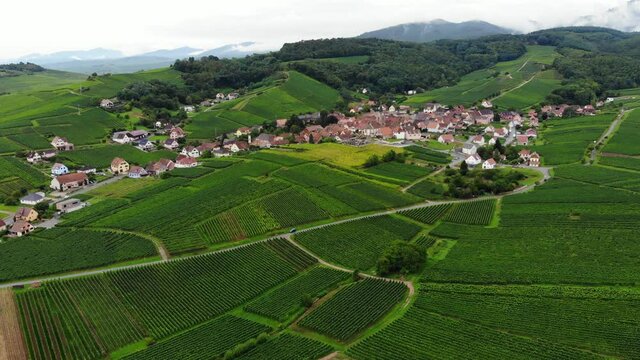 Old village nested in green vineyards at foothill of Vosges, aerial panoramic shot of Rodern. Beautiful Plain of Alsace landscapes at summer time, forested mountains seen on background