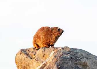 Rock dassie warming up in the early morning sun
