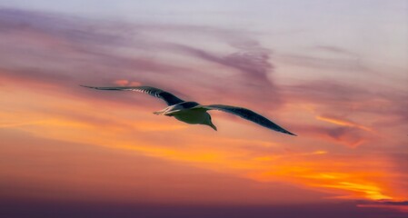 seagull flying in the sunset sky