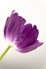 Fototapeta na wymiar Purple tulip head closeup with light background