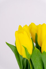 Yellow tulip heads with green leaves closeup on a light grey background