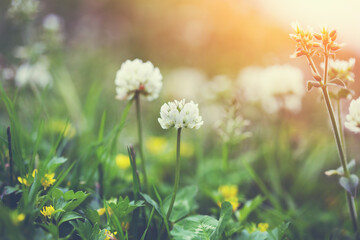 Beautiful sunny summer field, green grass and clover wild flowers