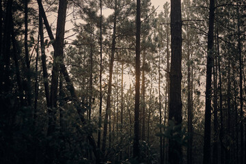 sunset in the forest