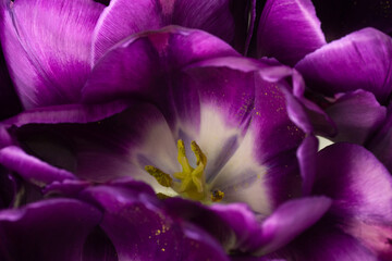 Fototapeta na wymiar Purple tulips with open center, pistil, stamens and pollen closeup top view
