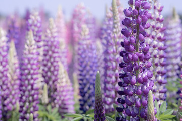 ルピナスのアップ