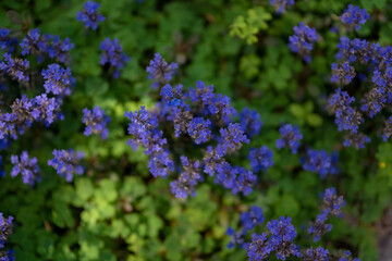 アジュガのグランドカバー