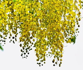 tree with yellow flowers