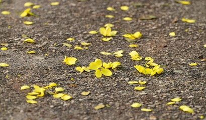 yellow flower on asphalt